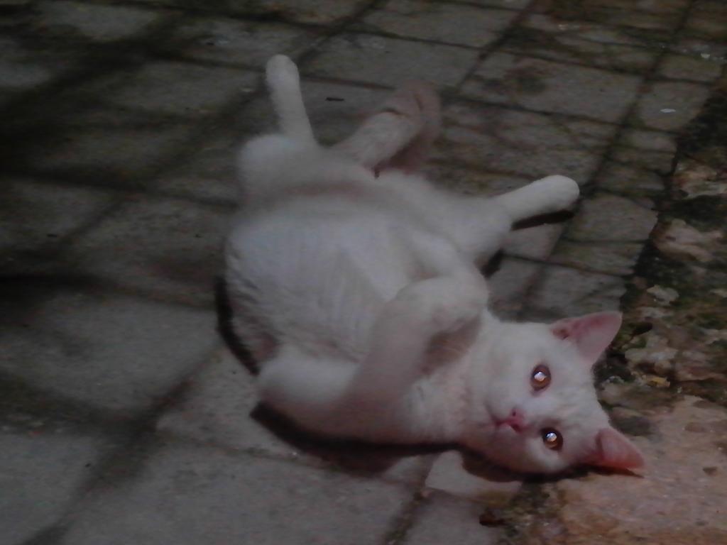 Villa Pia Cornelia ปาเชโค ภายนอก รูปภาพ